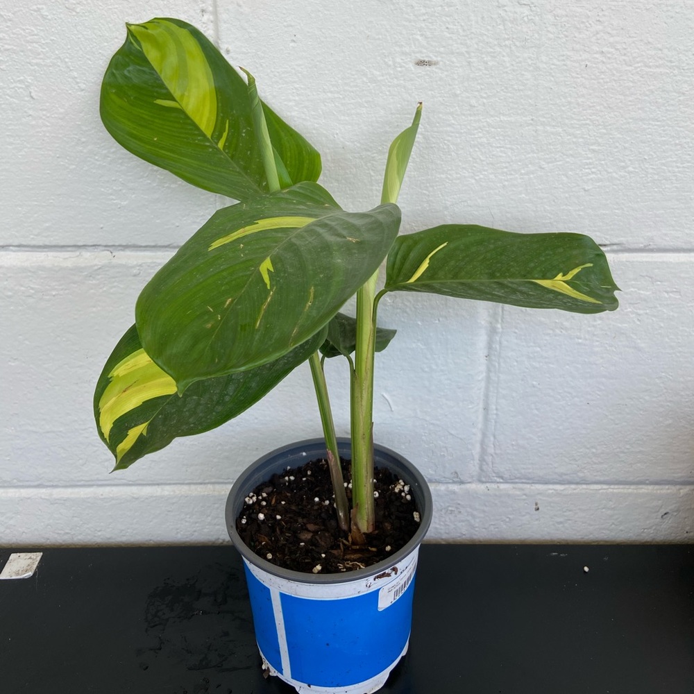 Maranta lubbersiana 🌿